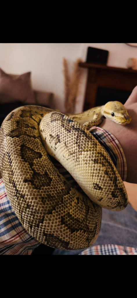 Ball python 