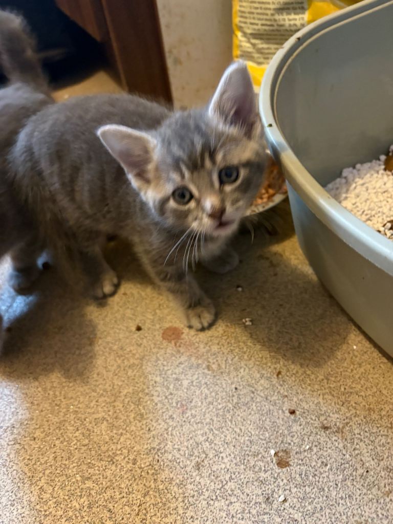 Kittens for sale READY NOW