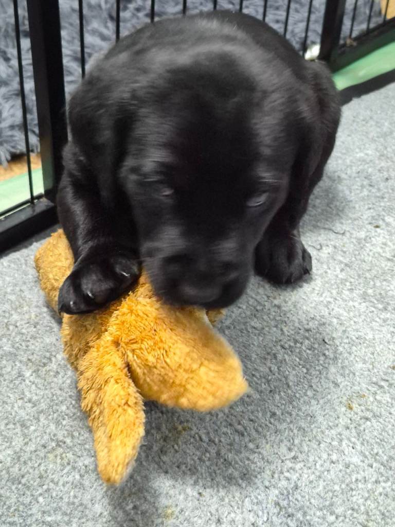 Pedigree Labrador Puppies