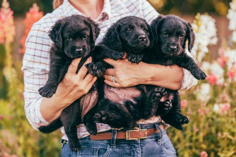 Reduced for last 2! F2 Miniature double doodle puppies