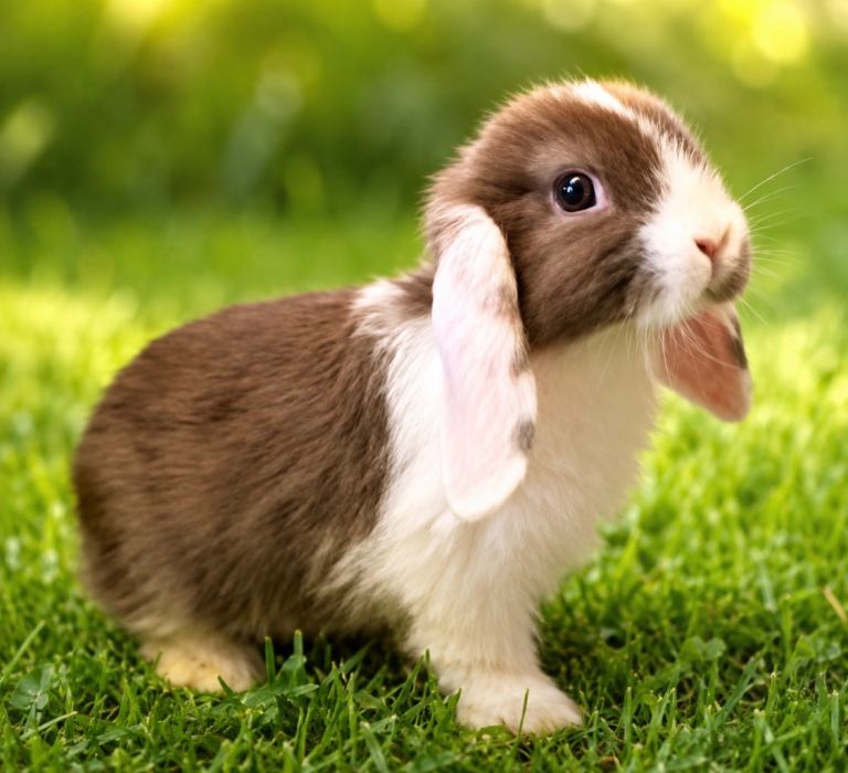!!!!LAST ONE!!!!!baby mini lop bunny’s 🐰