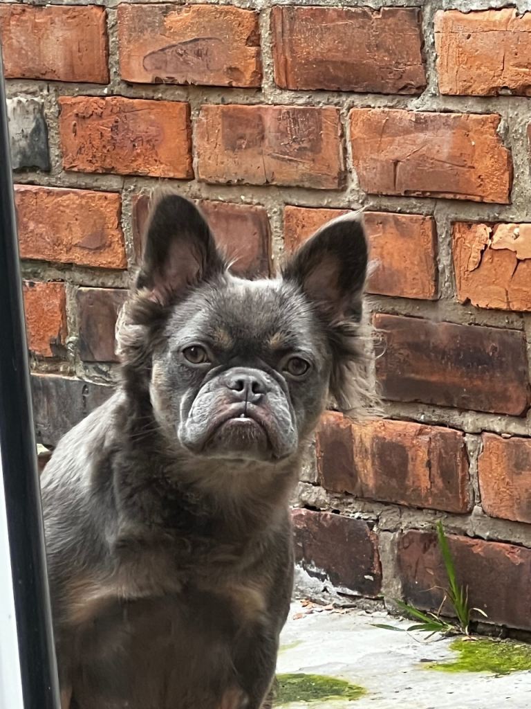 Female French fluffy