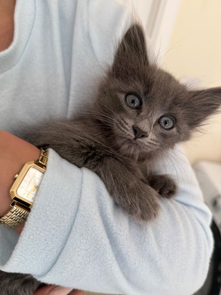 British longhair 