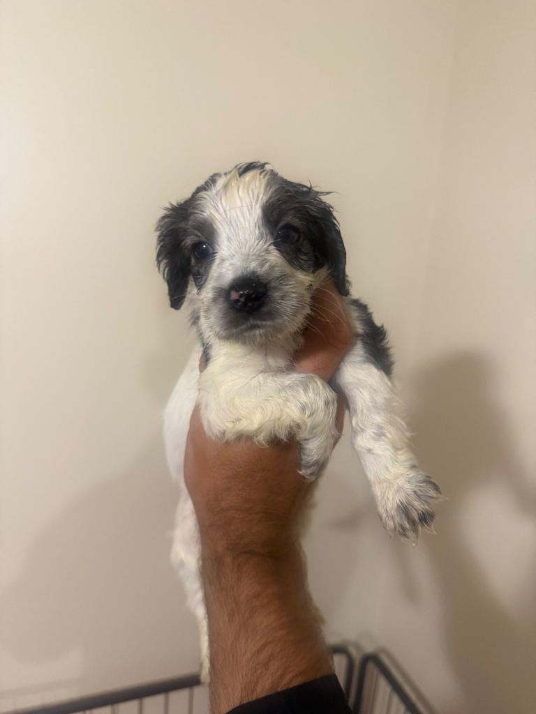 Miniature show type spaniels 