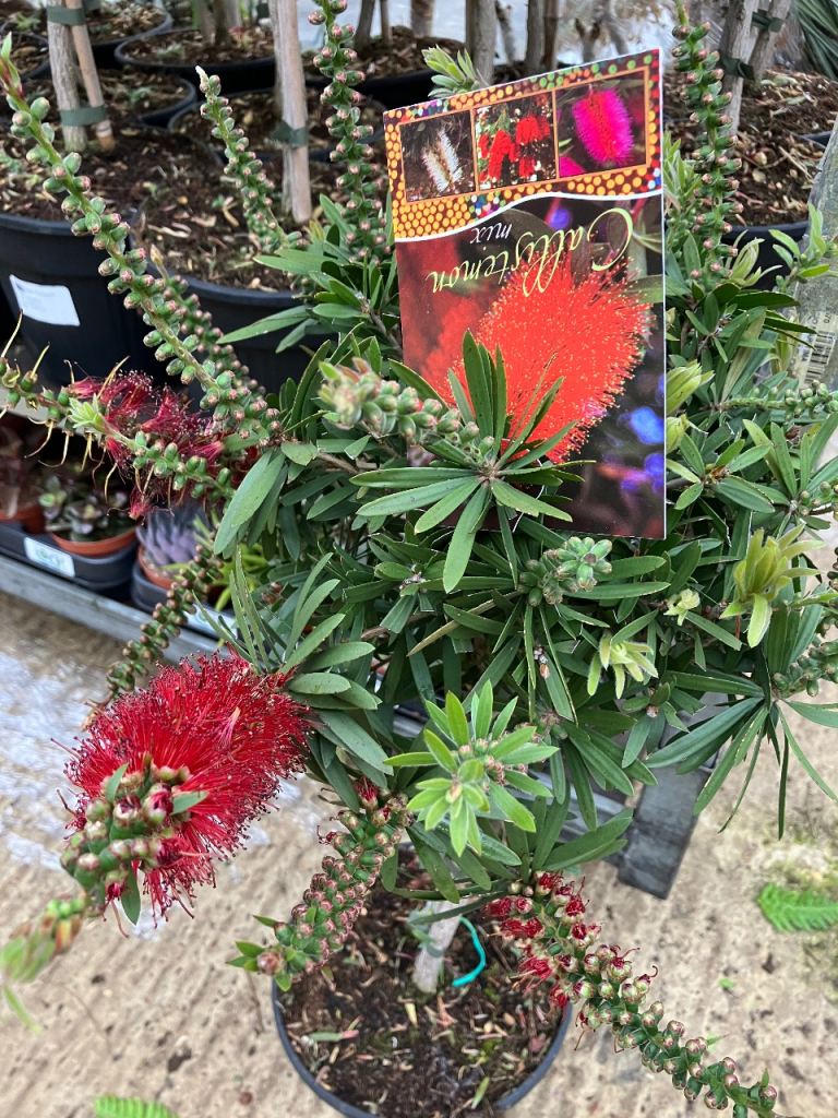 CALLISTEMON-BOTTLEBRUSH 