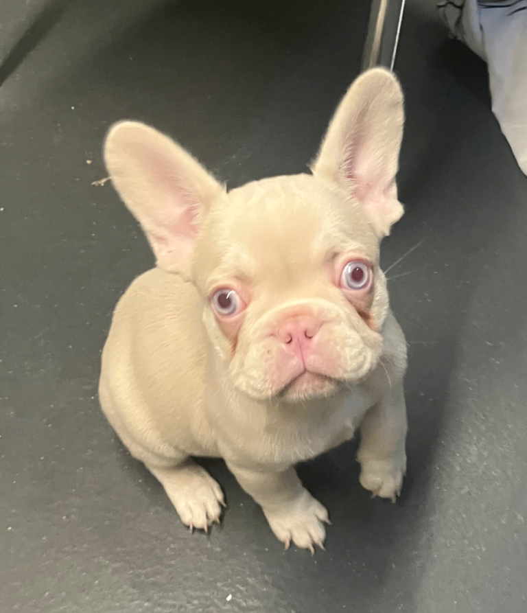 White and Pink Micro Frenchies