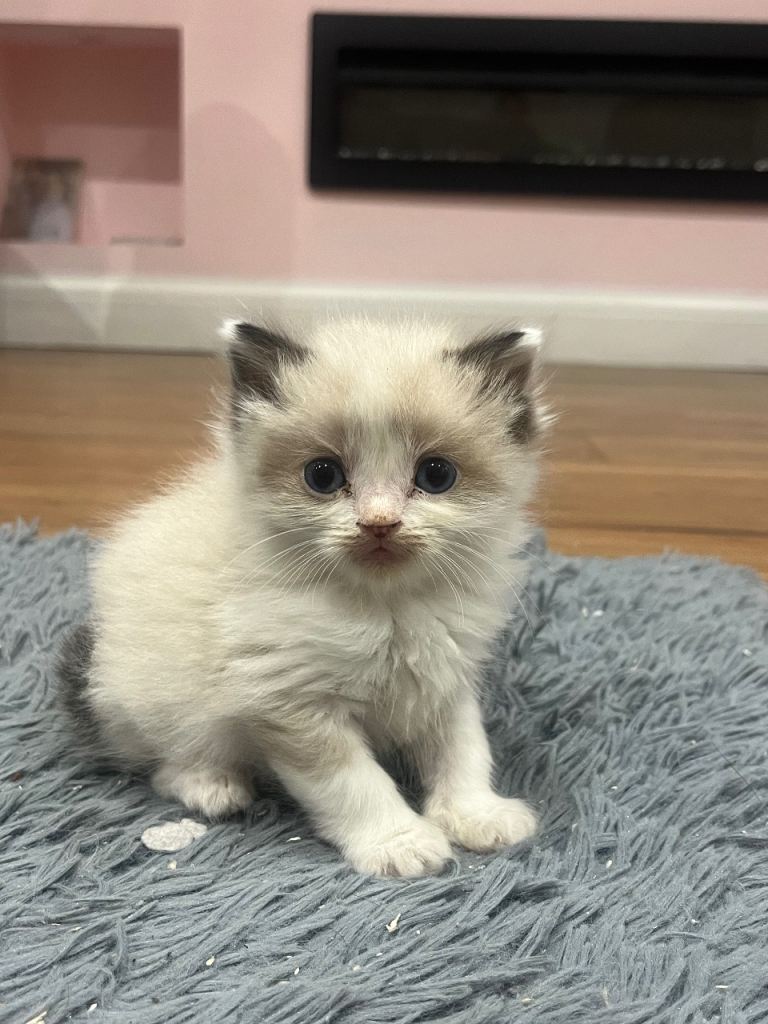 Stunning ragdoll cross Maine coon/exotic Persian kittens