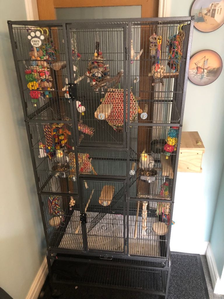 Two cockatiels and large cage for sale