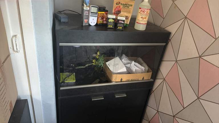 Bearded viv tank 