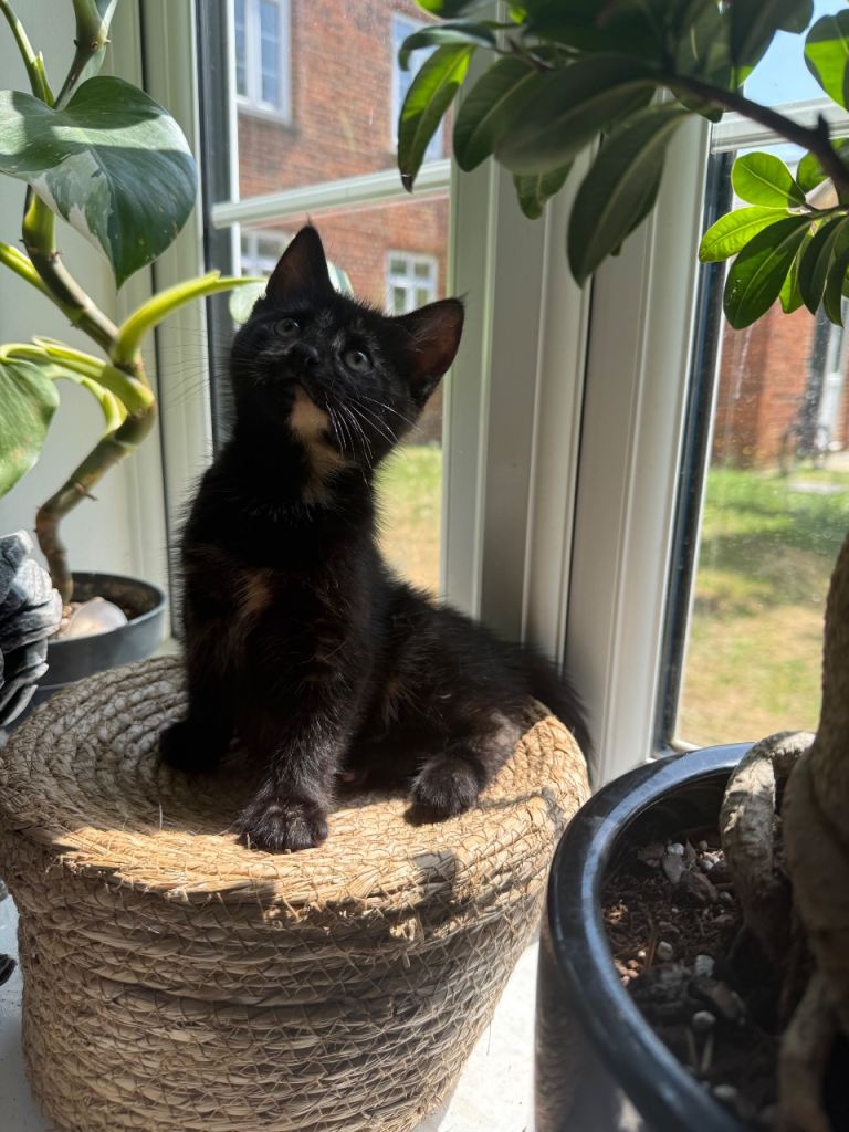 Kittens for sale