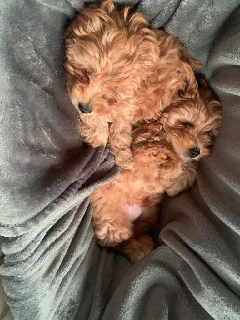 LOKKING FOR A NEW HOME 