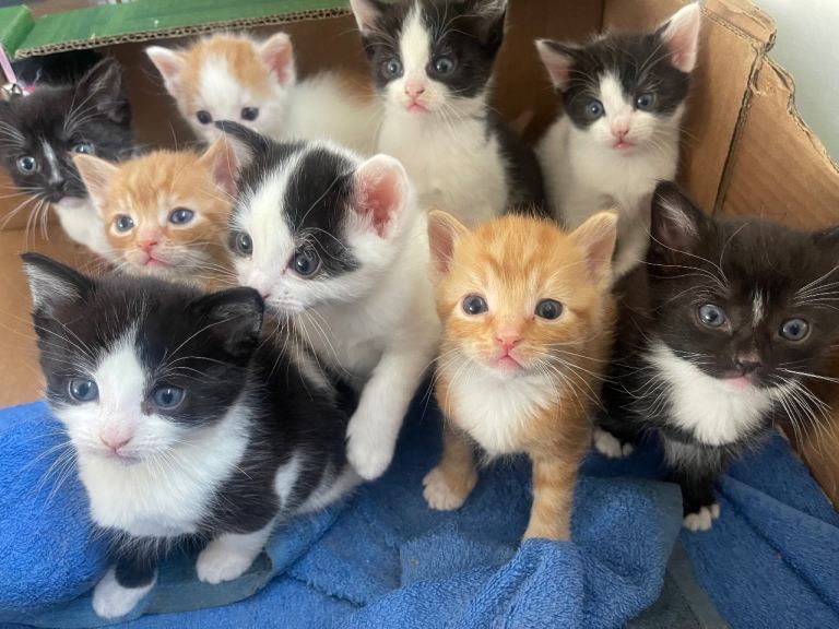 Fluffy Kittens available soon 