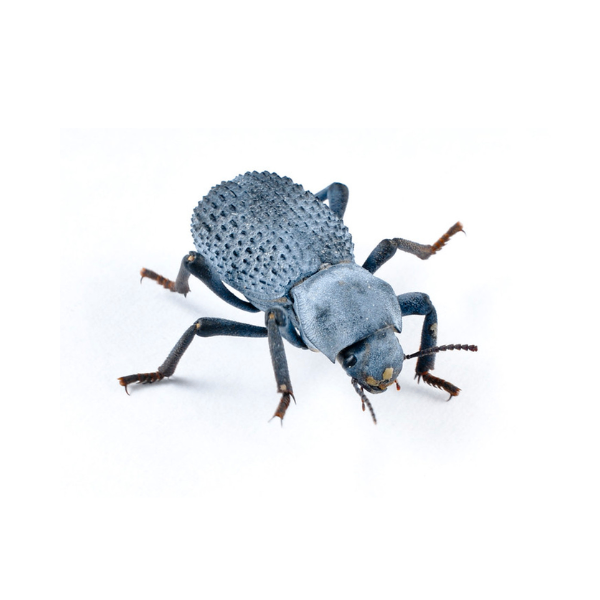4 blue death beetles