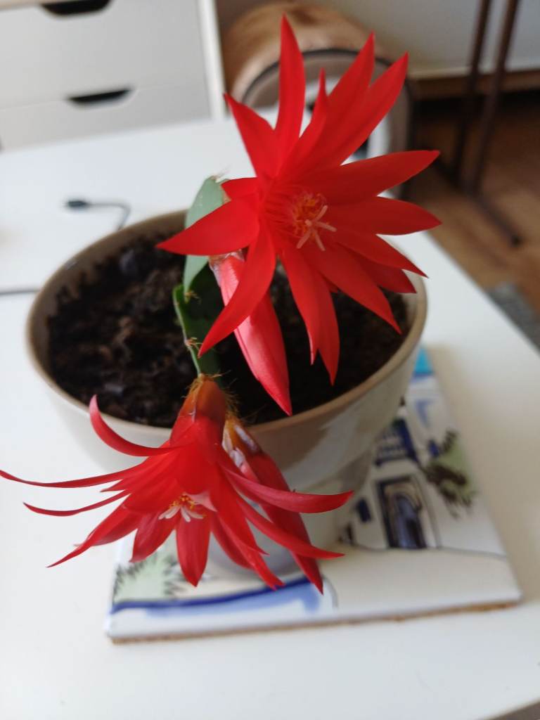 Christmas  cactus.Indoor plant 