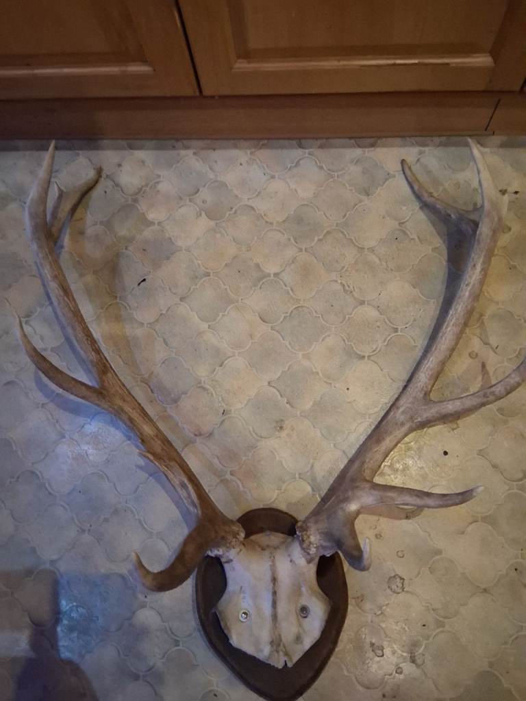 Stag deer antlers