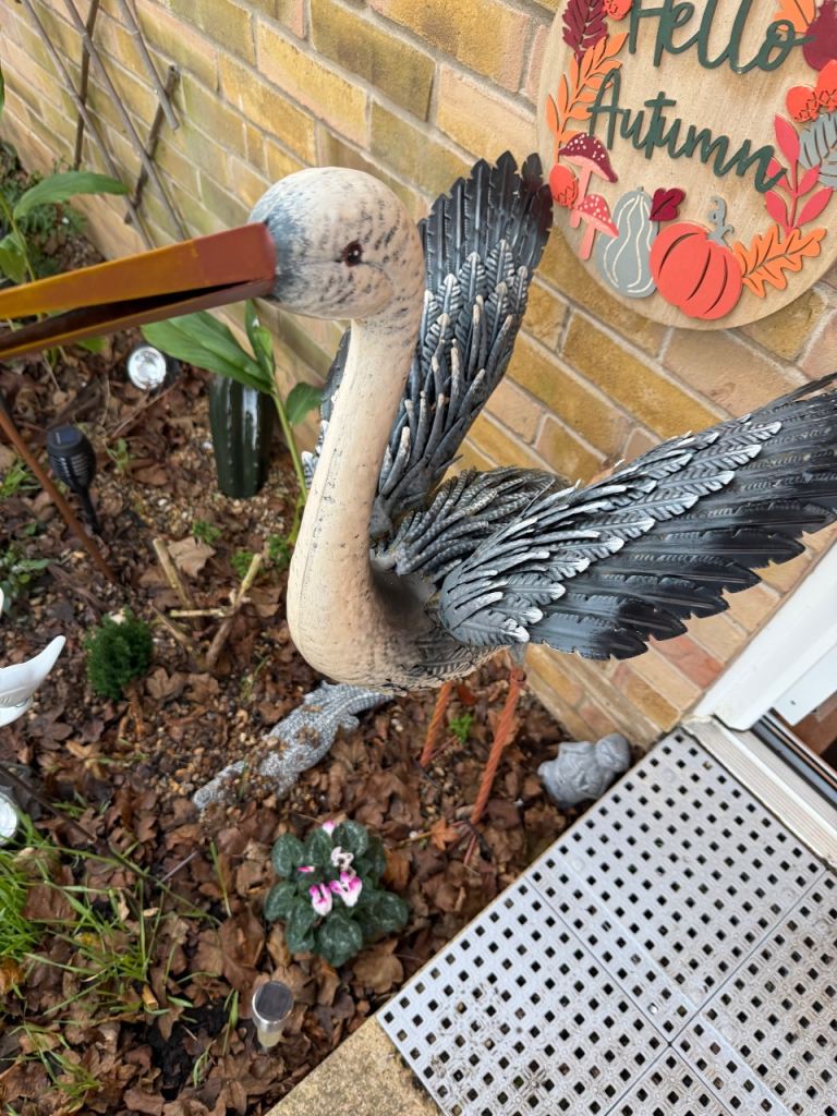 Not had long large birds was 70 now 30 each 