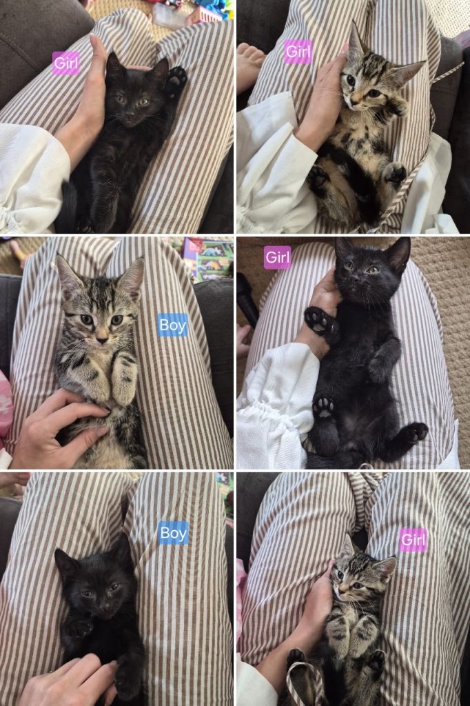Beautiful kittens awaiting their new home