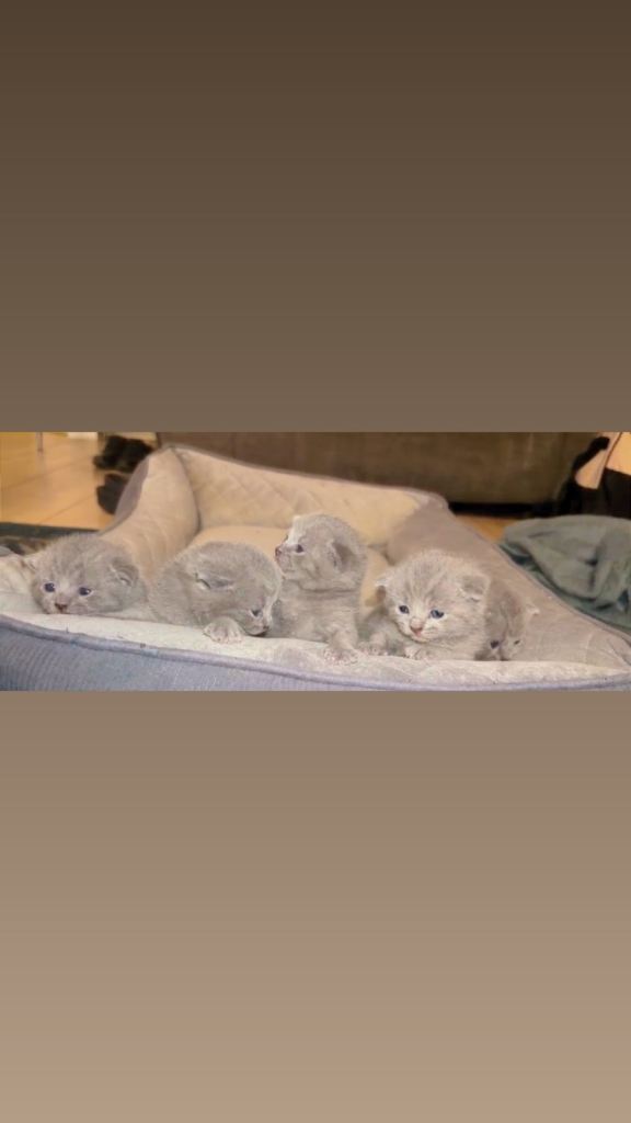British Shorthair Kitten