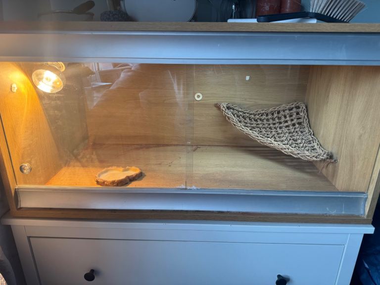 Bearded dragon set up