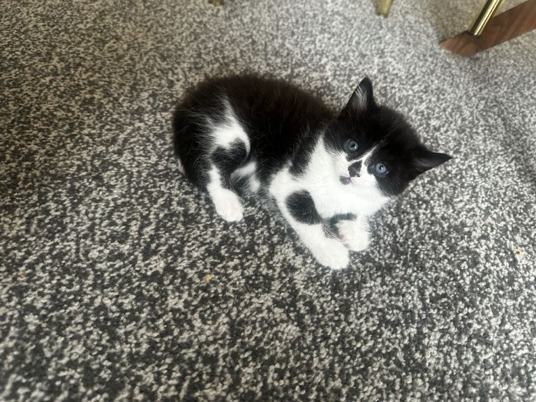 Kittens