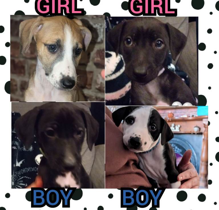 4 Beautiful healthy mixed Saluki Whippet - READY TO LEAVE