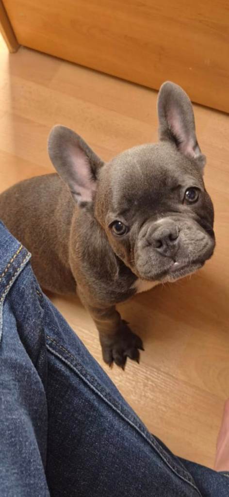 French Bulldog Blue male pup KC reg