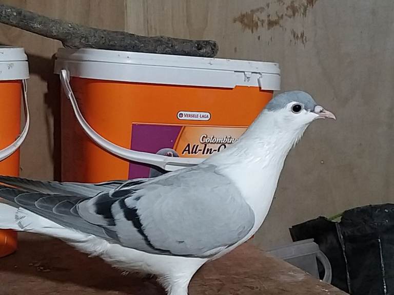 Afghan pigeons for sale 