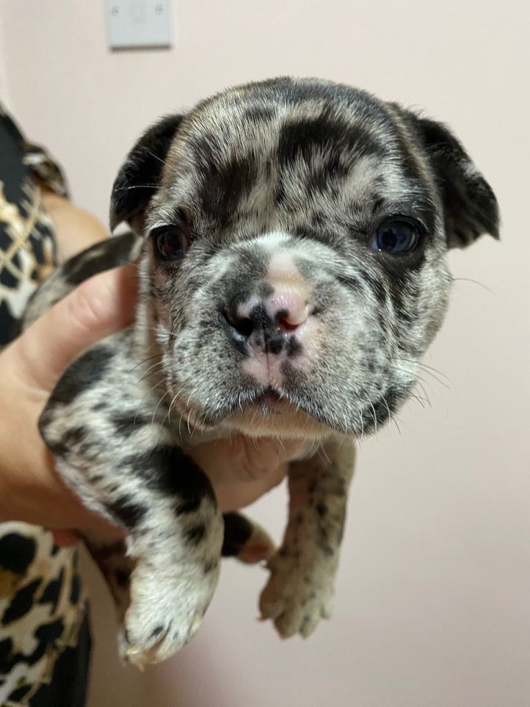 French bulldog puppy 