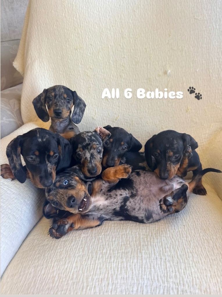 Dachshunds