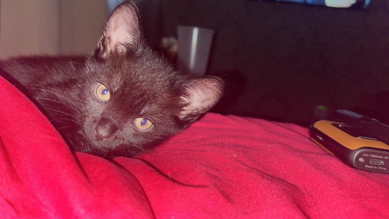 Kitten for sale 