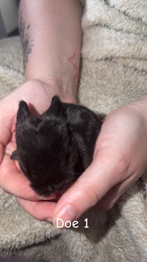 Baby mini lop rabbits 