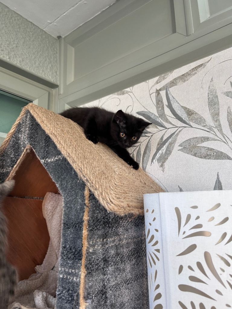 Twin female kittens. Ready for their forever home