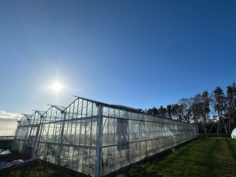 Large Greenhouse 12.8m x 36m 