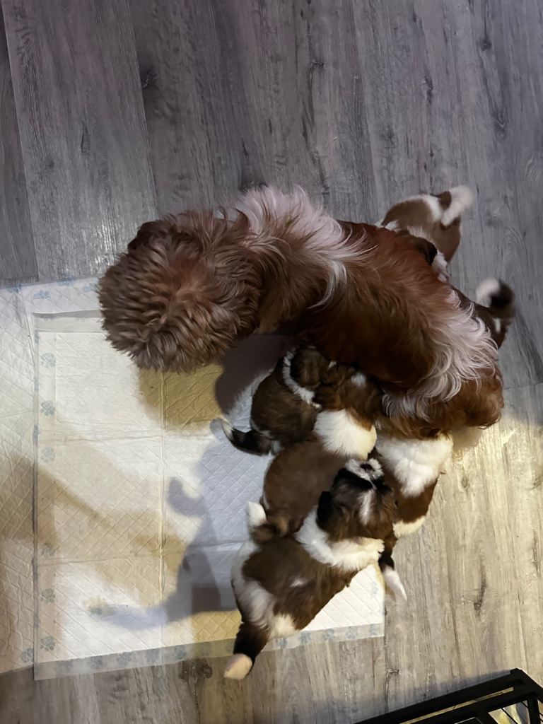 Adorable fluffy Shih Tzu puppies in Burnley