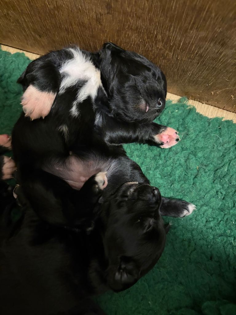 Absolutely stunning Collie x cocker puppies DNA health tested mum, wonderful temperment