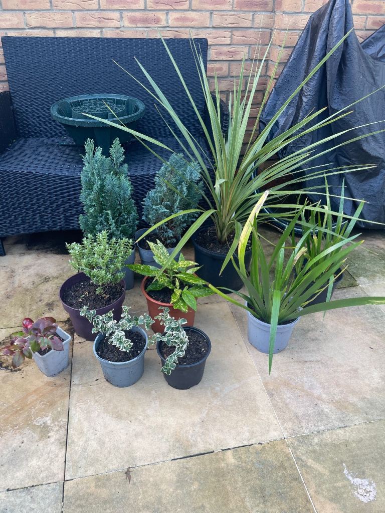 Garden plants – Conifer, Hebe, Aucuba, Mahonia, Euonymus, Iris, Cordyline Fulham