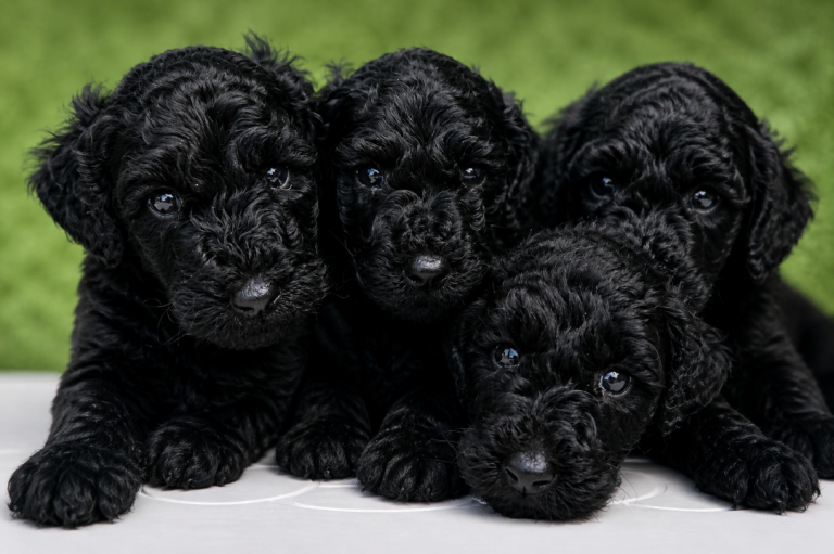 🐾 Beautiful Curly Black Labradoodle Boy – Last One Looking for His Forever Home 🖤