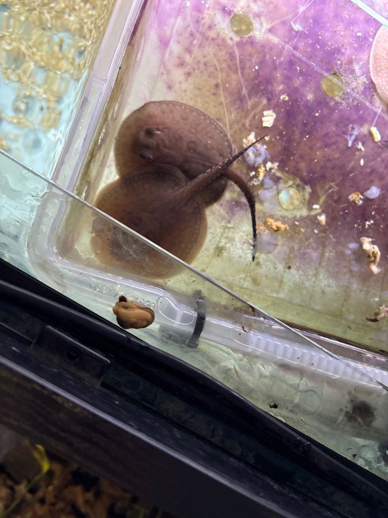 Mini marble Motoro stingray for sale