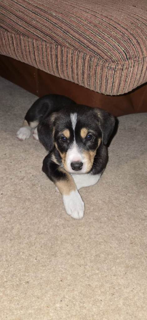 Labrador X Husky pups. Only 3 girls left.