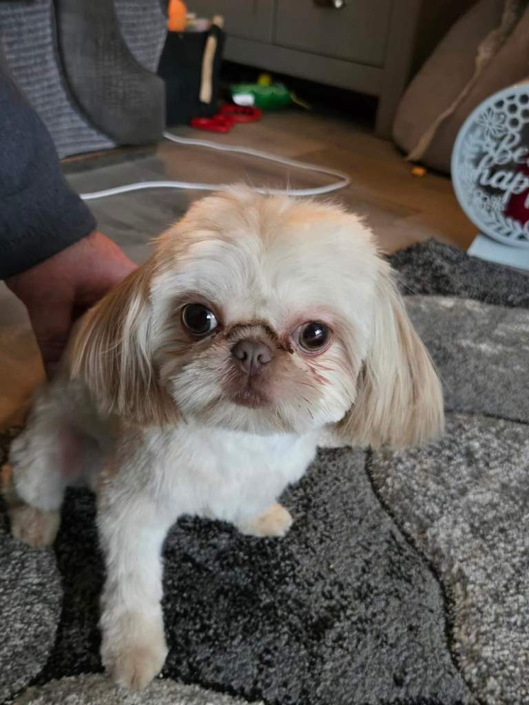 Imperial Shihtzu Puppies 