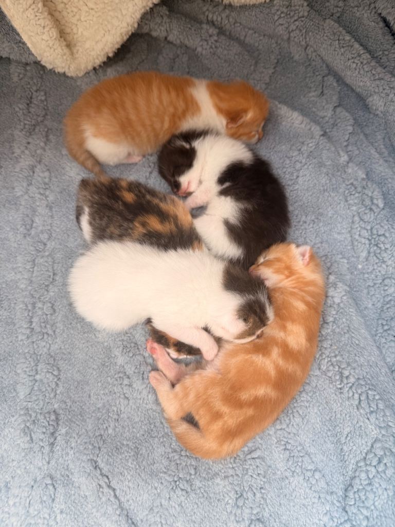 Maine coon cross kittens 