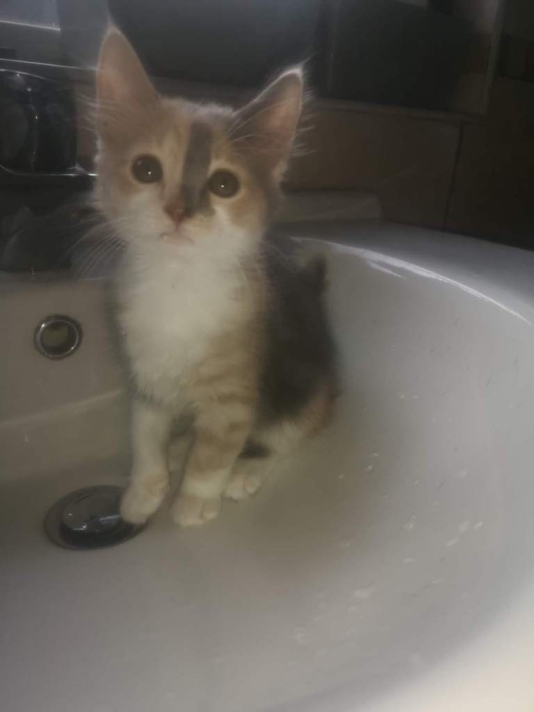 Kittens for sale 