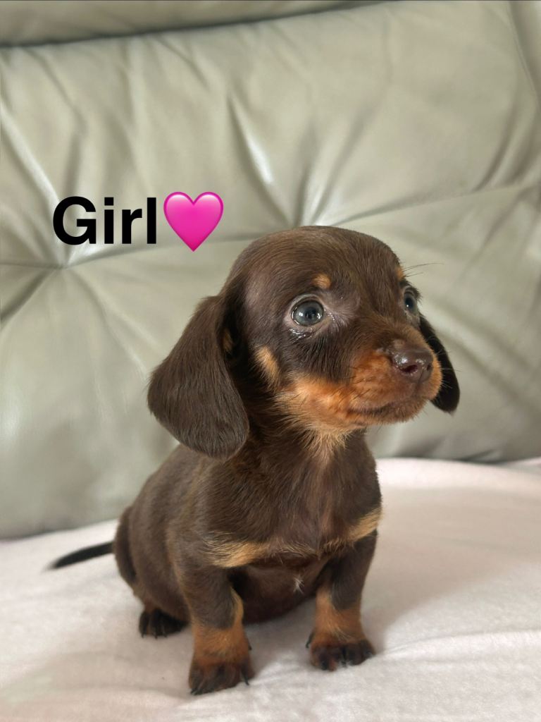 3 miniature Dachshund puppies 