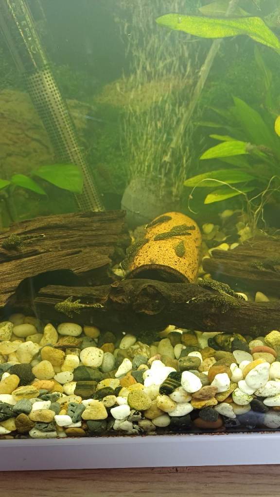 Baby bristlenose plecs 