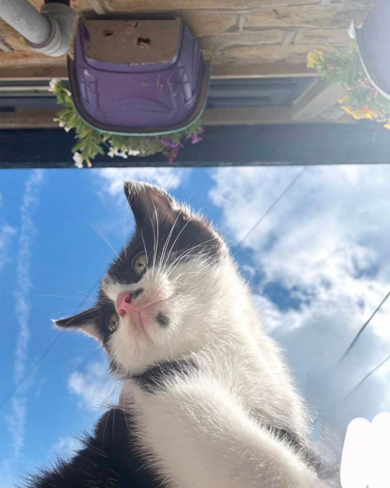 Last Kitten Left!! (Can deliver)