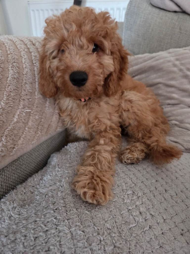 Cockapoo Puppies 1 boy left
