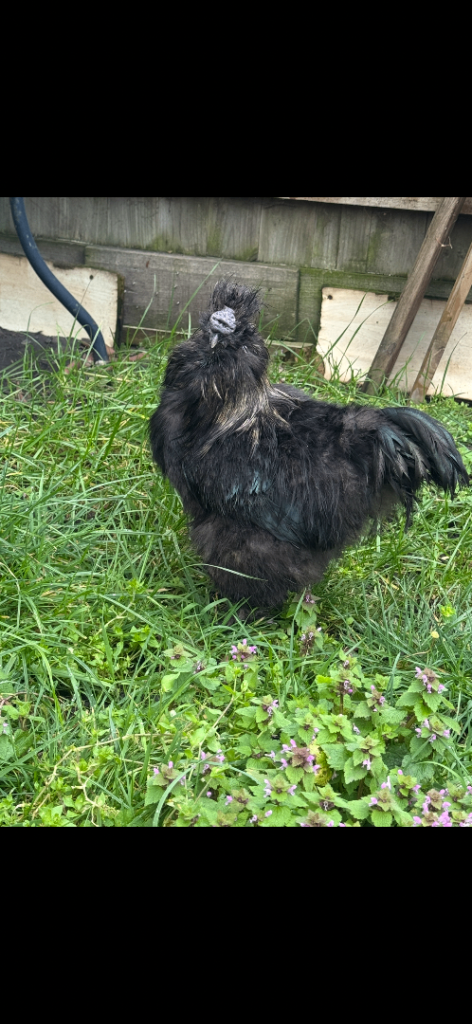 Hens and American silkies 