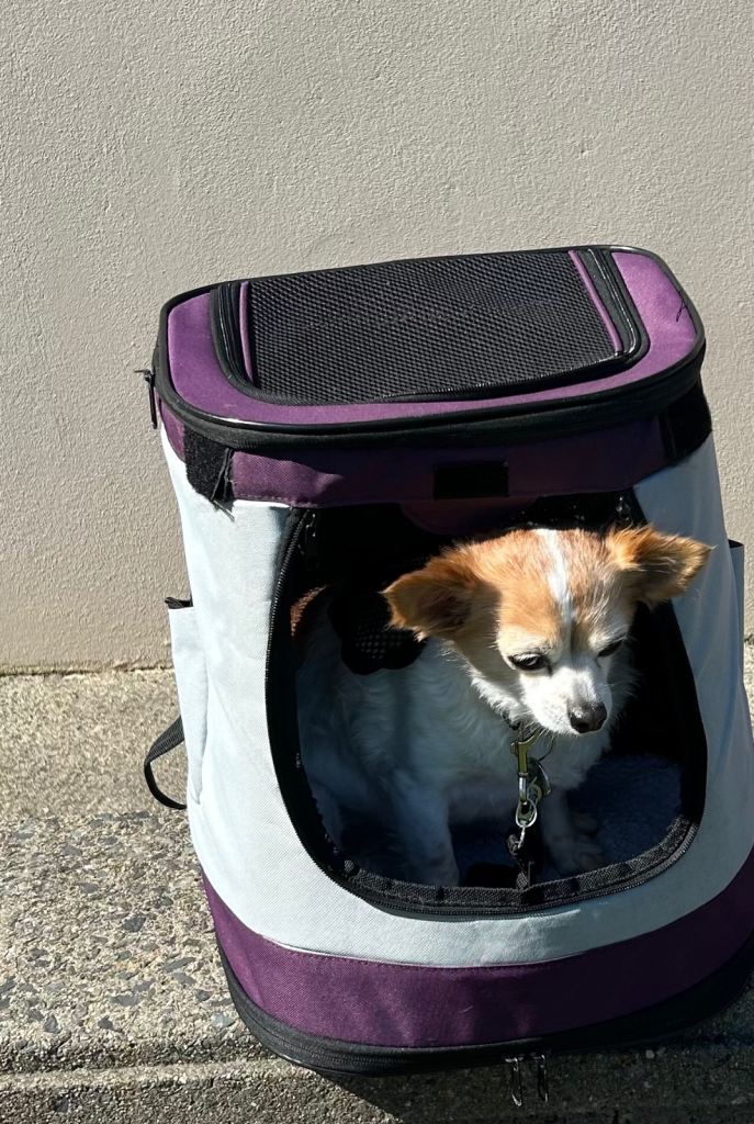 Small dog back pack carrier 