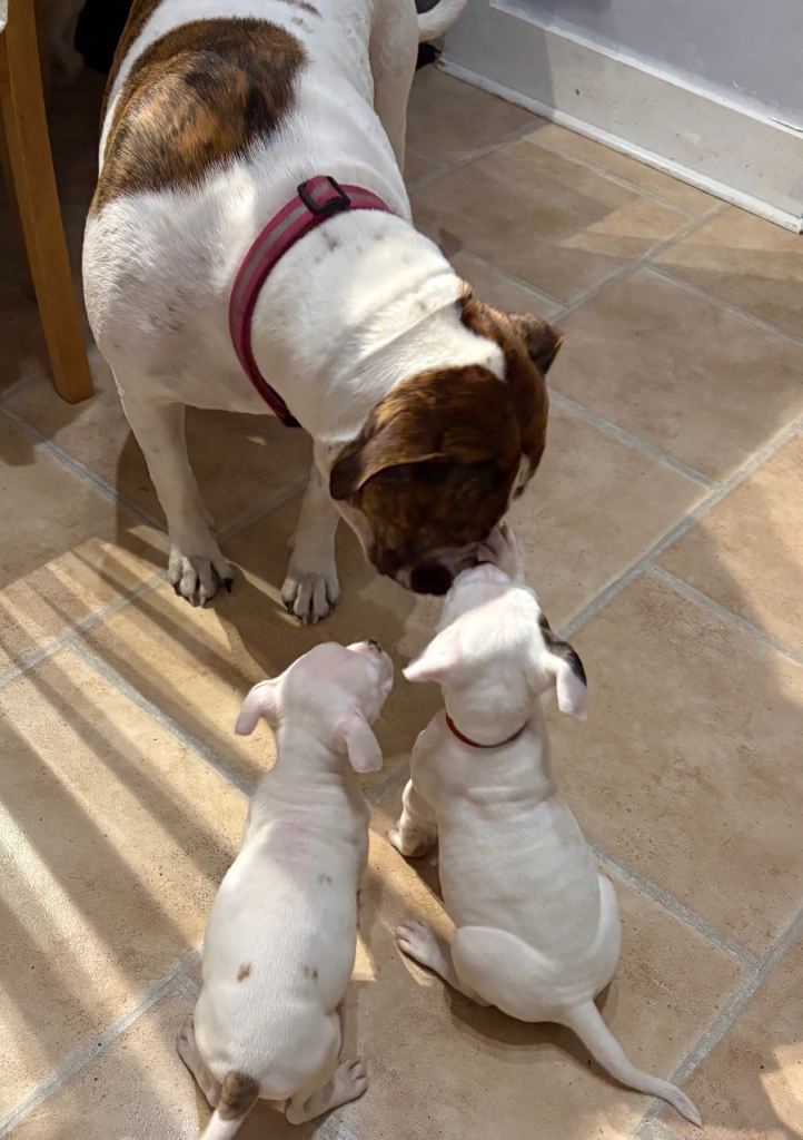 American Bulldog puppies Aberdeen 