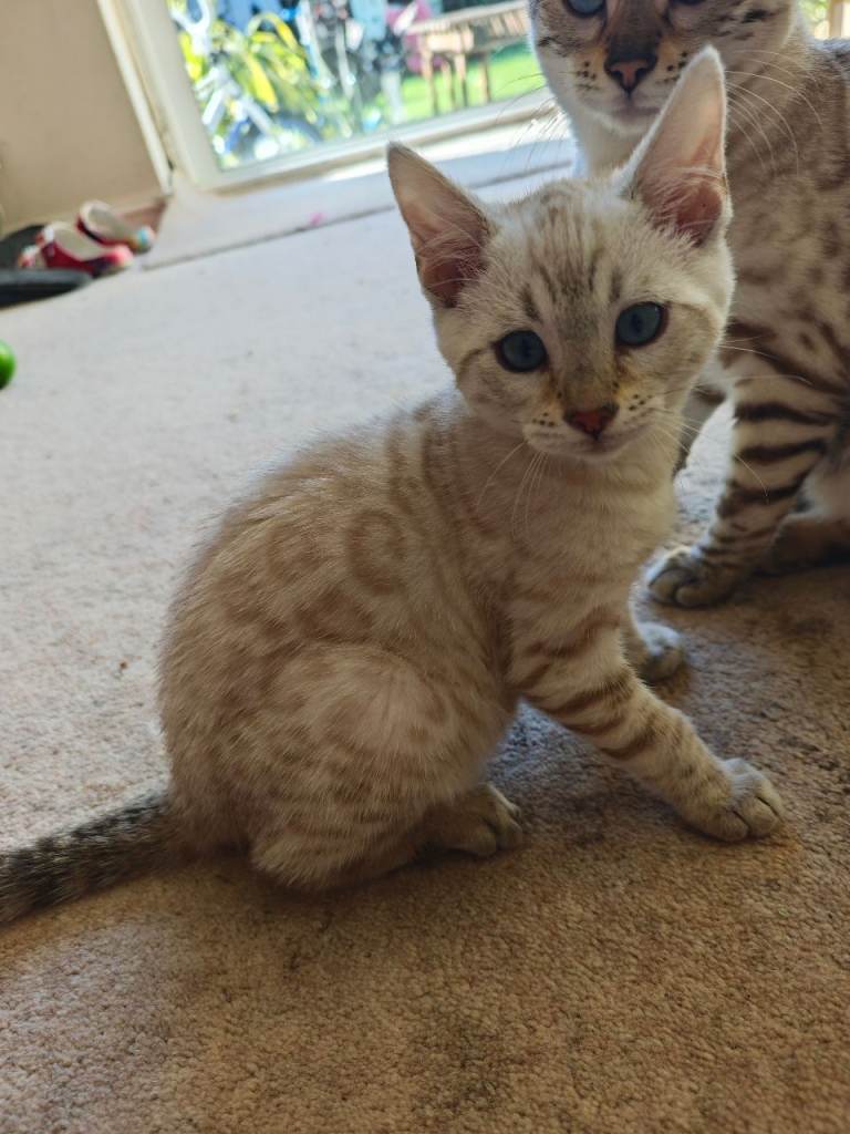 Pure beautiful female Bengal kitten